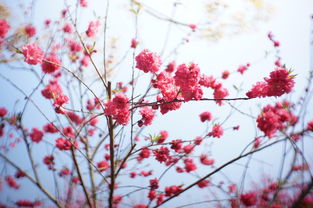 清明每年都在4月4日或4月5日吗 → 清明节每年都是4月5号吗